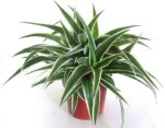 Spider Plant