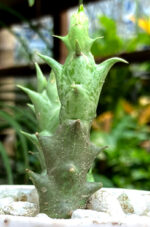 Stapelia Cactus