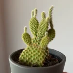 Bunny Ears Cactus