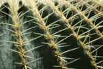 Golden Barrel Cactus