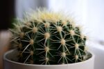 Golden Barrel Cactus